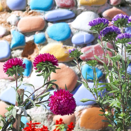 Flowers near the fence. 4の写真素材