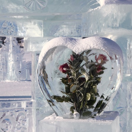 Flowers in ice. 2の写真素材