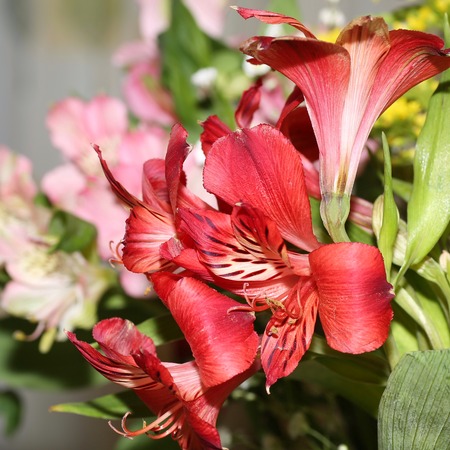 Ornamental lily. Cの写真素材