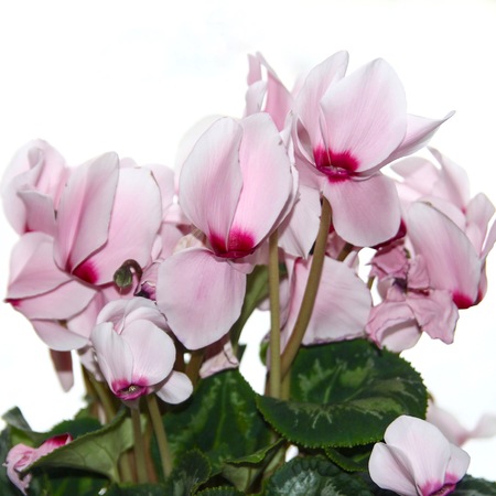 Flowers "cyclamen" in the pot.の写真素材