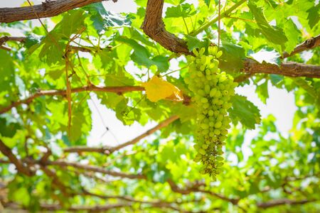 grapes with green leaves on the vine. fresh fruitsの写真素材