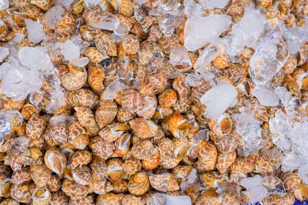 Spotted babylon fresh at street food market in thailandの写真素材