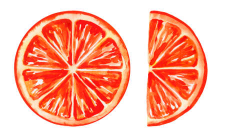 Juicy watercolor orange slices. Design elements round and half orange or grapefruit slicesの写真素材