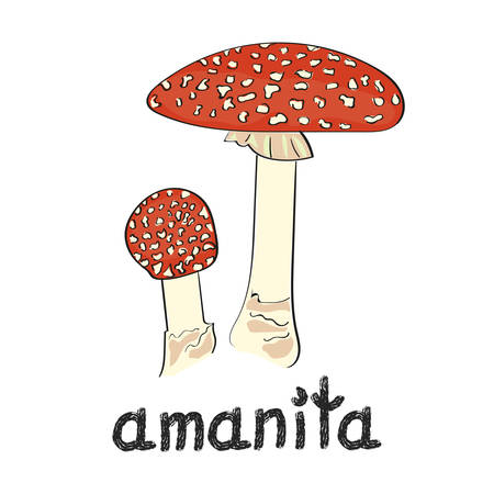 Amanita mushroom isolated on white background. Hand drawn vector illustration.のイラスト素材