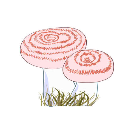 Eatable mushrooms isolated on white background. Volnushki. Vector illustration.のイラスト素材