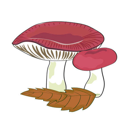 Mushrooms isolated on white background. Couple of russulles. Vector illustration.のイラスト素材