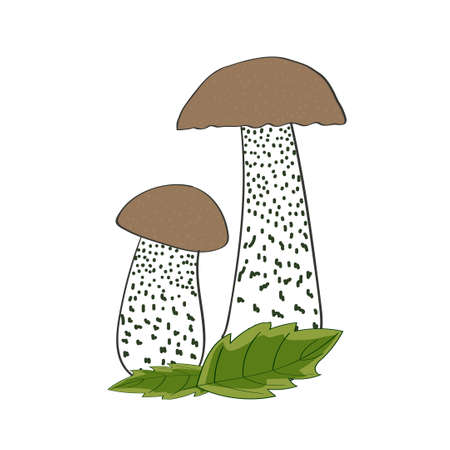Mushrooms isolated on white background. Couple of boletus. Vector illustration.のイラスト素材