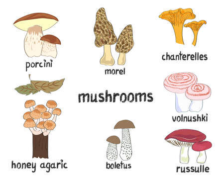Mushrooms set. Collection of hand drawn vector illustrations isolated on white.のイラスト素材
