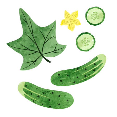 Set of watercolor cucumbers isolated on white background. Vector illustration.のイラスト素材