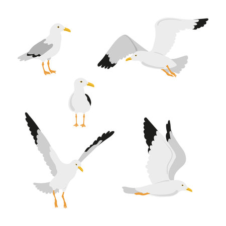 Set of cute seagulls isolated on white background. Vector illustration of sea birds.のイラスト素材