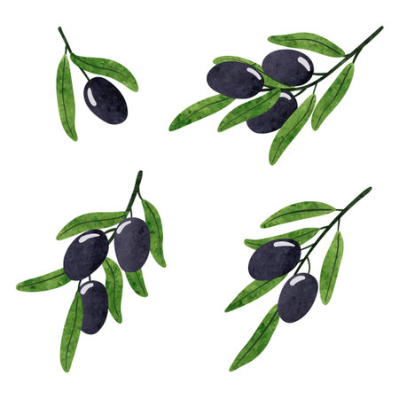 Set of watercolor olive branches. Vector olives illustrationのイラスト素材