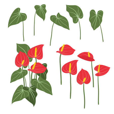 Anthurium vector illustration. Set of red exotic flowers and leavesのイラスト素材