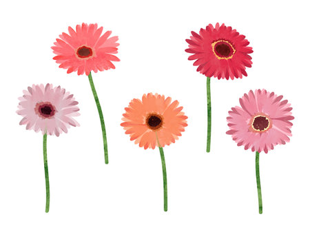 Gerbera flowers set. Vector watercolor illustration of colorful daisyのイラスト素材