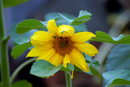 bright flower of a sunflower on a background of blue sky and green foliageの写真素材