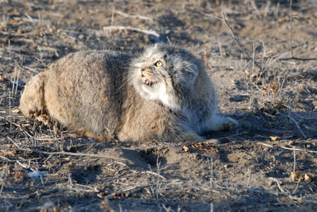 Wild cat manul - endangered inhabitant of the Mongolian steppesの写真素材