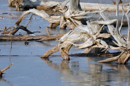 Trunks and roots of dead trees - the result of human activitiesの写真素材