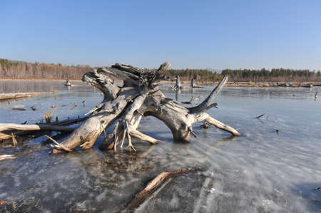 Trunks and roots of dead trees - the result of human activitiesの写真素材
