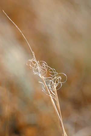 Autumn steppe landscape - the dried feather grassの写真素材