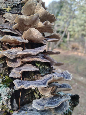 Fungus living on apple plant.の写真素材