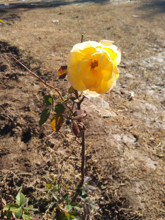 Beautiful yellow rose.の写真素材