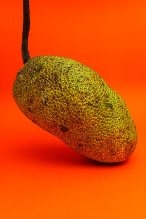 Fruit of the jackfruit on a orange background. Close up.の写真素材