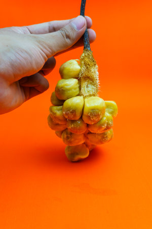 Dried fruit in hand on orange background. Close up.の写真素材