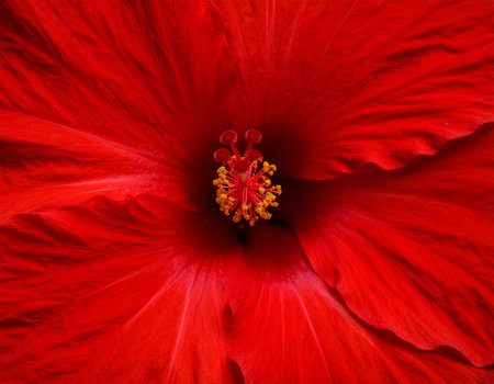 Red hibiscus flower macro close up background high quality big size printの素材