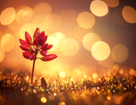A delicate red plant stands out against a blurred golden light creating a magical atmosphere Ideal for nature and springtime concepts.の素材