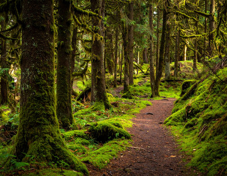 Lush forest trail winds through dense trees covered in vibrant green moss creating a peaceful atmosphere Ideal for nature and outdoor themes.の素材