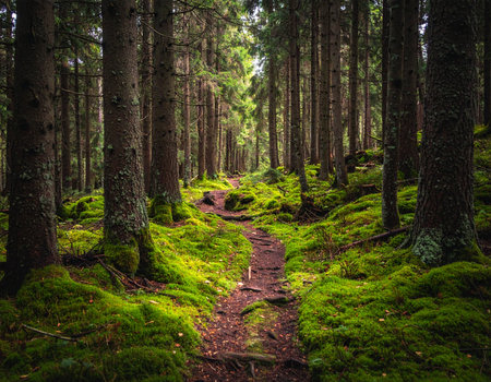Lush green forest trail winds through towering trees and vibrant moss creating a peaceful atmosphere Ideal for nature and outdoor themes.の素材