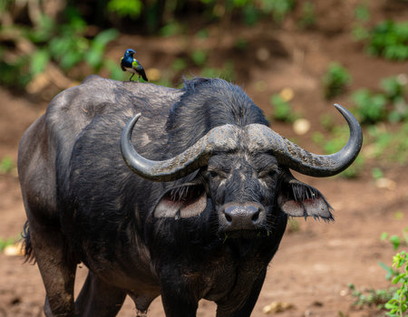 A large African buffalo stands calmly in a natural setting while a small bird rests on its back This scene showcases wildlife interaction and offers a unique perspective for nature enthusiasts.の素材
