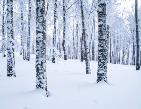 Serene winter scene depicts snow laden trees in a quiet forest setting Ideal for seasonal and nature themed projects.の素材