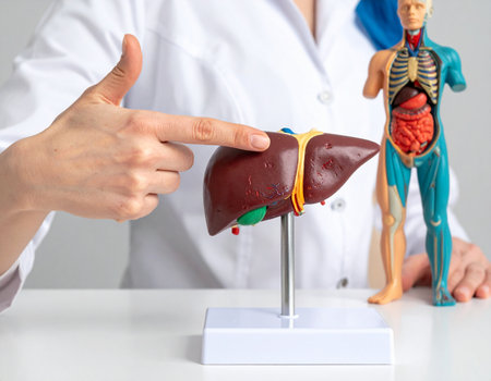 A medical professional points to a liver model alongside a human anatomy figure illustrating internal organs Ideal for healthcare and educational content.の素材