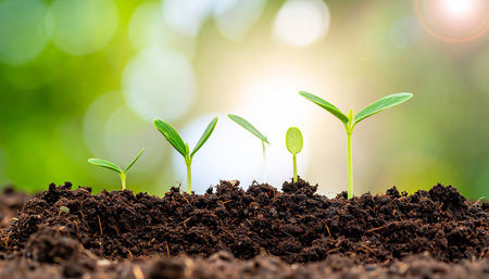 Green seedling illustrating concept of new life and development. Green backgroundの素材