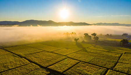Aerial view of paddy field with morning fog at sunrise.の素材