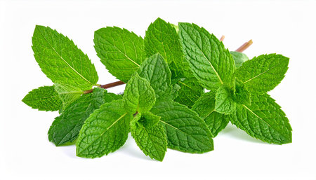 Fresh mint leaves isolated on white background. Mint leaves. Mint leavesの素材
