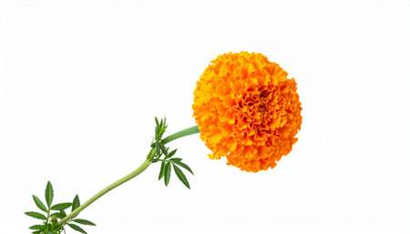 Orange marigold flower isolated on white background, clipping path.の素材