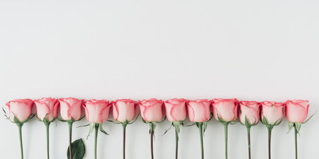top view of row of pink roses on white background with copy spaceの素材