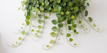 Climbing ivy plant in a pot on a white backgroundの素材