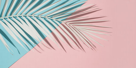 Tropical palm leaf on pastel pink and blue background. Minimal summer concept.の素材