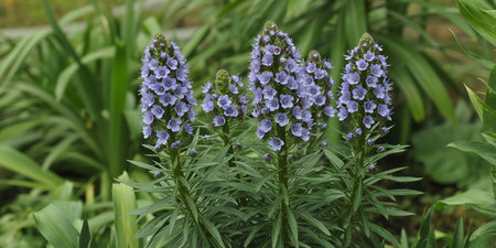 Purple flowers in a botanical garden on a sunny summer dayの素材