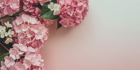 Pink hydrangea flowers on pastel pink background with copy spaceの素材