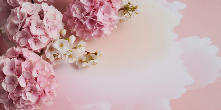 Beautiful pink sakura flowers on pink background with copy space.の素材