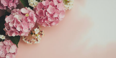 Pink hydrangea flowers on pastel pink background with copy spaceの素材