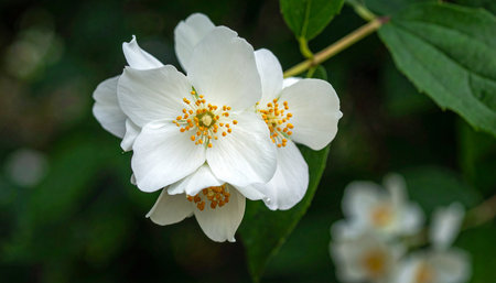 White jasmine flower on a green background, close-upの素材