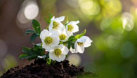 Beautiful white hellebore flowers growing in the garden.の素材