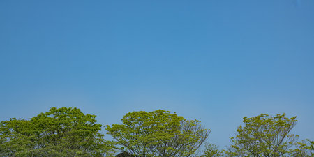 Green trees and blue sky background in sunny day with copy space.の素材
