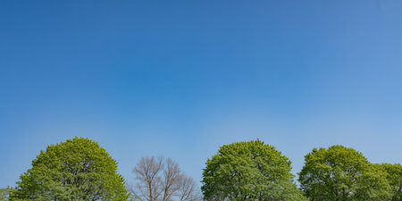 Trees and blue sky in the spring season. Nature background.の素材