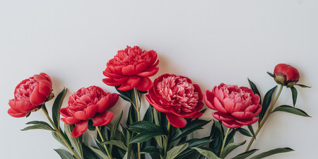 Red peony flowers on white background. Flat lay, top view.の素材