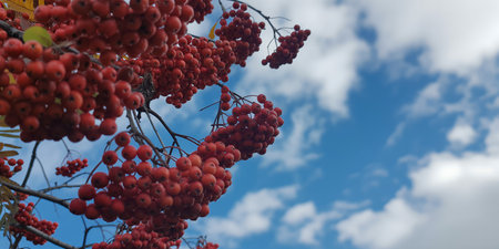 Red rowan berries on the branches of a tree against the skyの素材